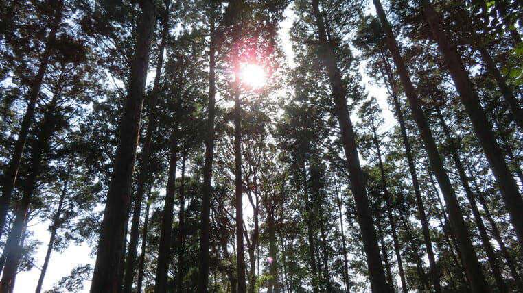 豊田佐吉記念館のひのき林